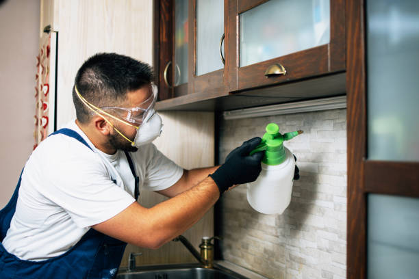 Flea Control Services in East Stroudsburg, PA